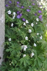 Geranium rivulare