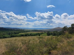 Spiraea aquilegifolia