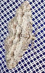 Didymoctenia exsuperata