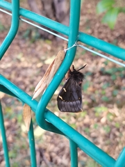 Paradirphia fumosa