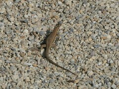 Podarcis muralis