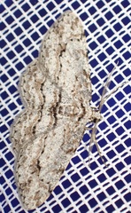 Didymoctenia exsuperata