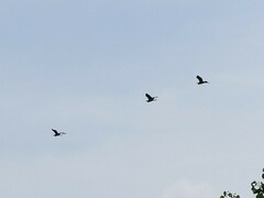 Ardea cinerea