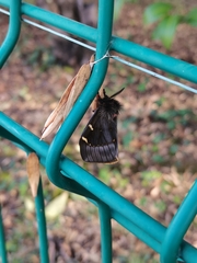 Paradirphia fumosa