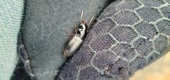 Harpalus cautus