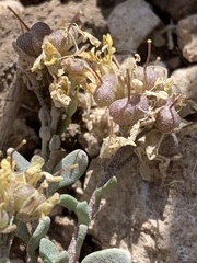 Physaria hemiphysaria