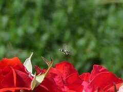 Anthophila