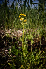 Tephroseris palustris