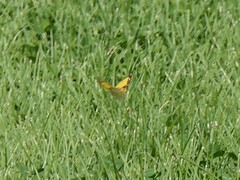 Colias croceus