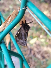 Paradirphia fumosa