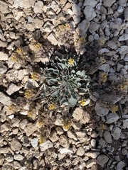 Physaria hemiphysaria