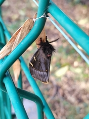Paradirphia fumosa