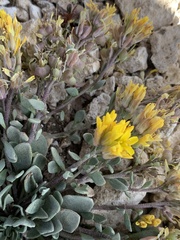 Physaria hemiphysaria