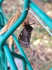 Paradirphia fumosa