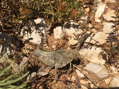 Prionotropis hystrix