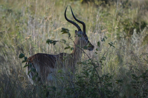 Common Impala