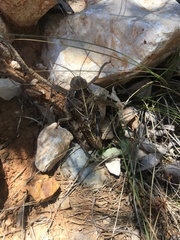 Prionotropis hystrix