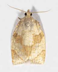 Adoxophyes negundana
