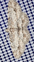 Didymoctenia exsuperata