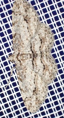 Didymoctenia exsuperata