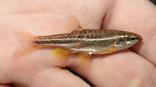 Mountain Redbelly Dace