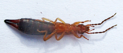 Forficula senegalensis