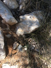 Prionotropis hystrix