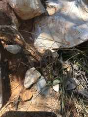 Prionotropis hystrix