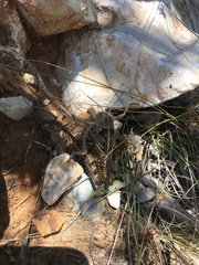 Prionotropis hystrix