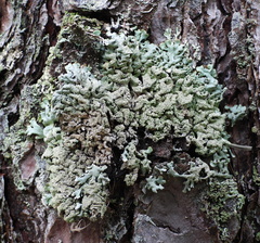 Hypogymnia farinacea