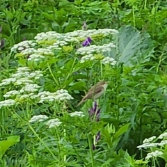 Acrocephalus schoenobaenus