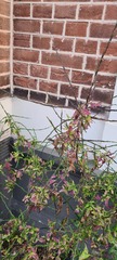 Sisymbrium officinale