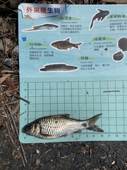 Systomus orphoides