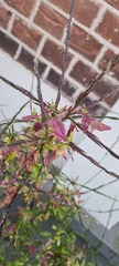 Sisymbrium officinale