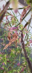 Sisymbrium officinale