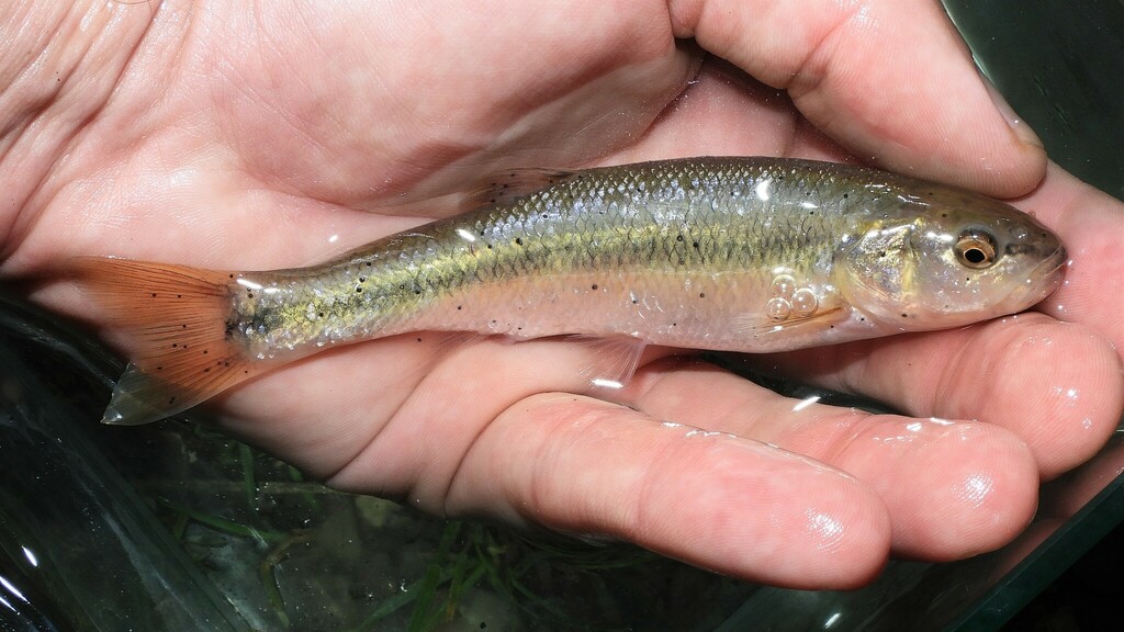 Creek Chub from Tom's Creek, Blacksburg, VA 24060, USA on June 16, 2022