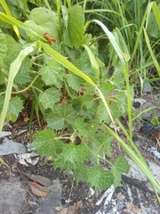 Cnidoscolus angustidens