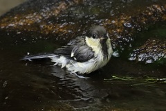 Parus minor