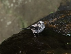 Aegithalos caudatus trivirgatus
