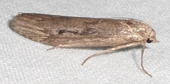 Aphomia terrenella