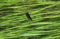 Atrocalopteryx atrata
