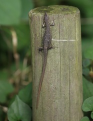 Takydromus tachydromoides