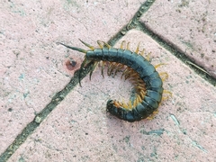 Scolopendra viridis maya