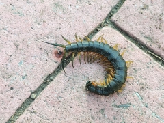 Scolopendra viridis maya