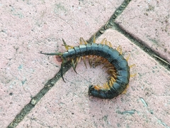 Scolopendra viridis maya