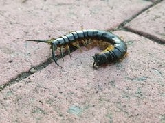 Scolopendra viridis maya
