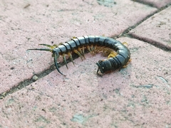 Scolopendra viridis maya