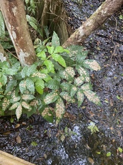 Paullinia pinnata