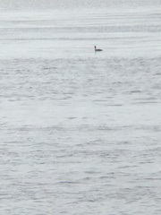 Podiceps cristatus