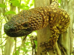 Heloderma horridum
